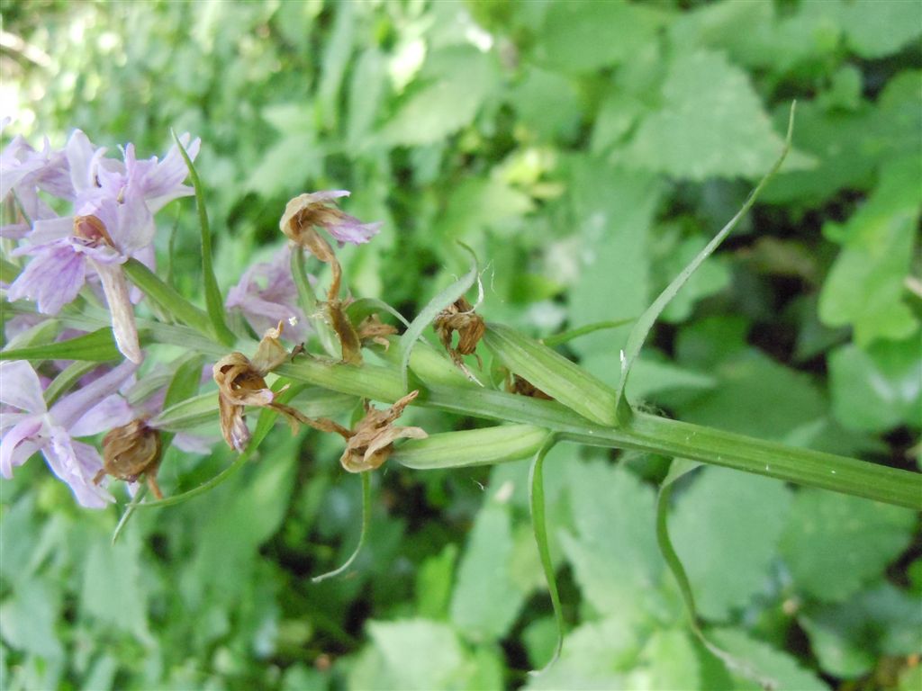 Lamiacea? No, Dactylorhiza fuchsii ?